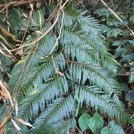 Image of Cibotium taiwanense C. M. Kuo