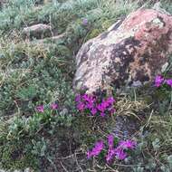 Image of alpine primrose