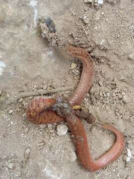 Image of Mexican Brown Snake