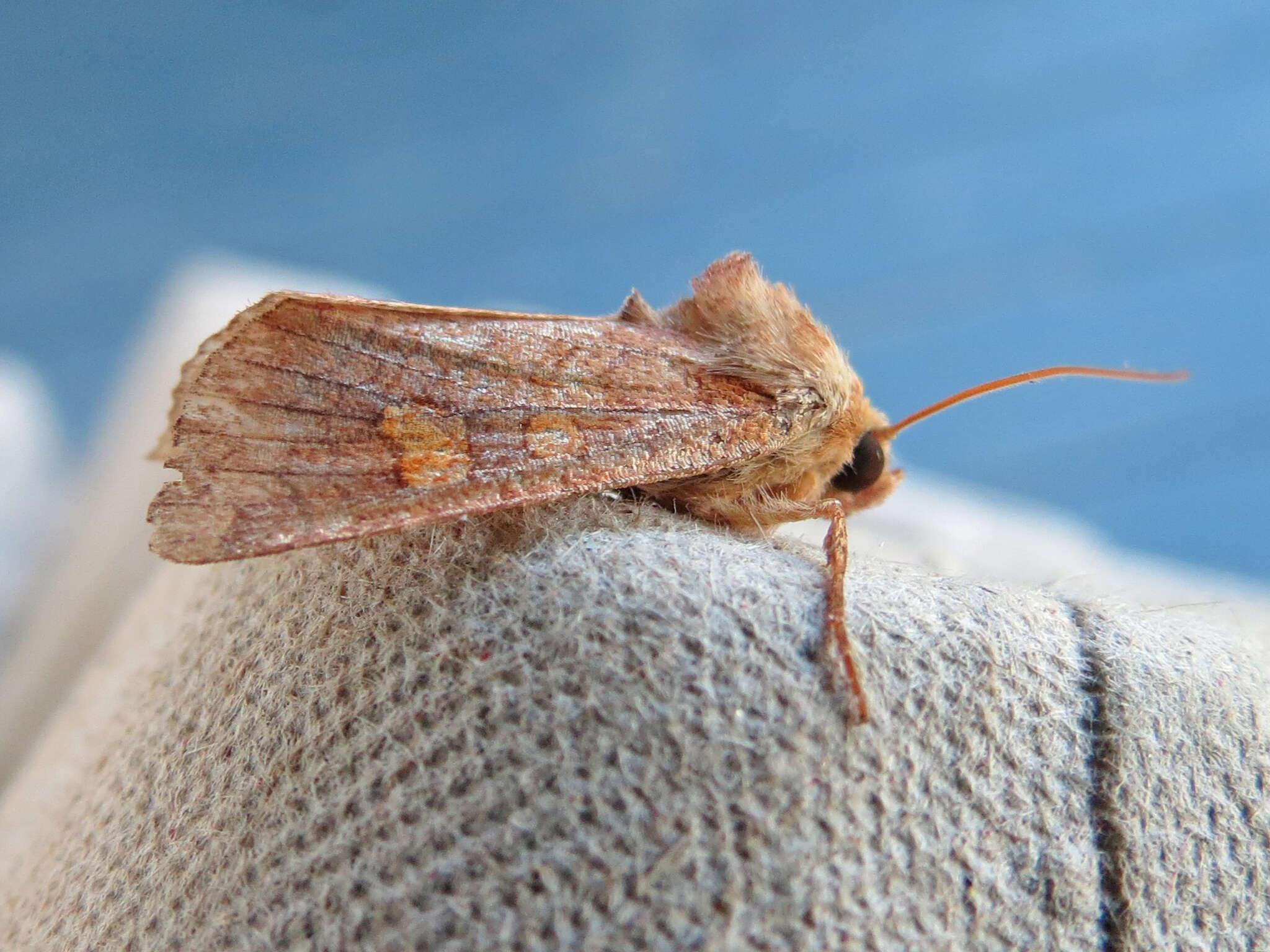 Image of American Ear Moth