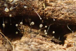 Image of Dutch elm disease