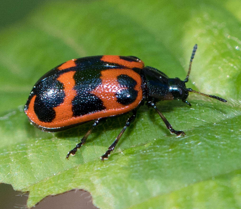 Sivun Chrysomela (Macrolina) interrupta Fabricius 1801 kuva