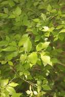 Image of Ulmus minor subsp. minor