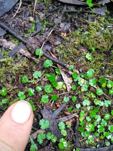 Image of Hydrocotyle microphylla A. Cunn.