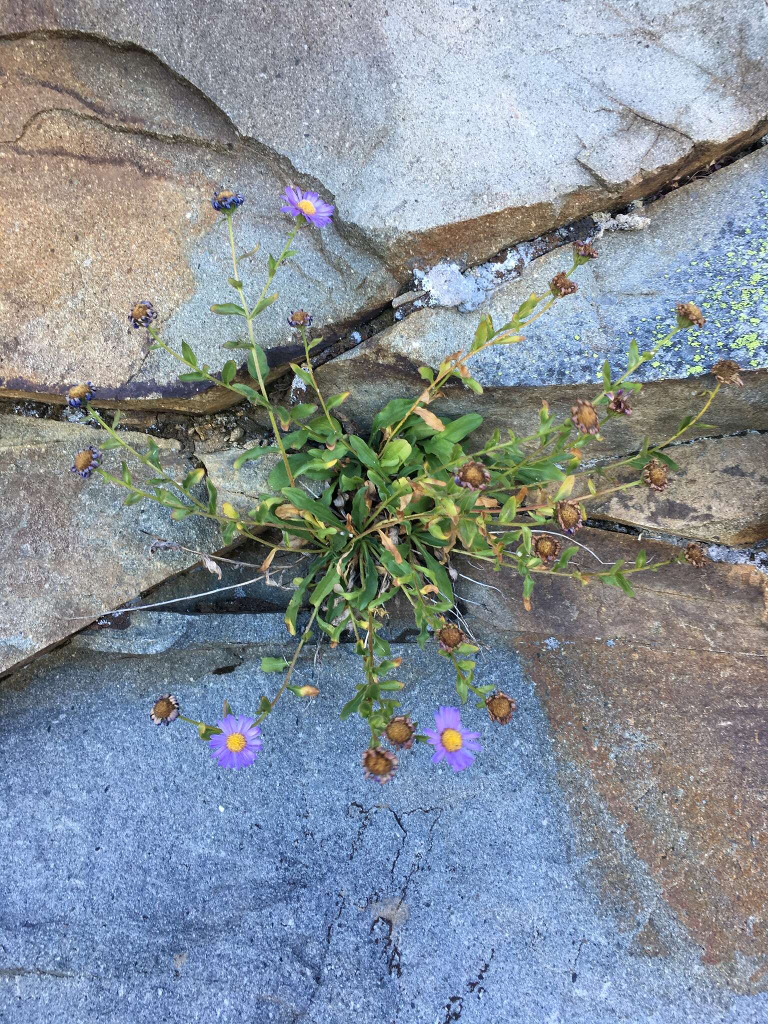 Image of Leiberg's fleabane