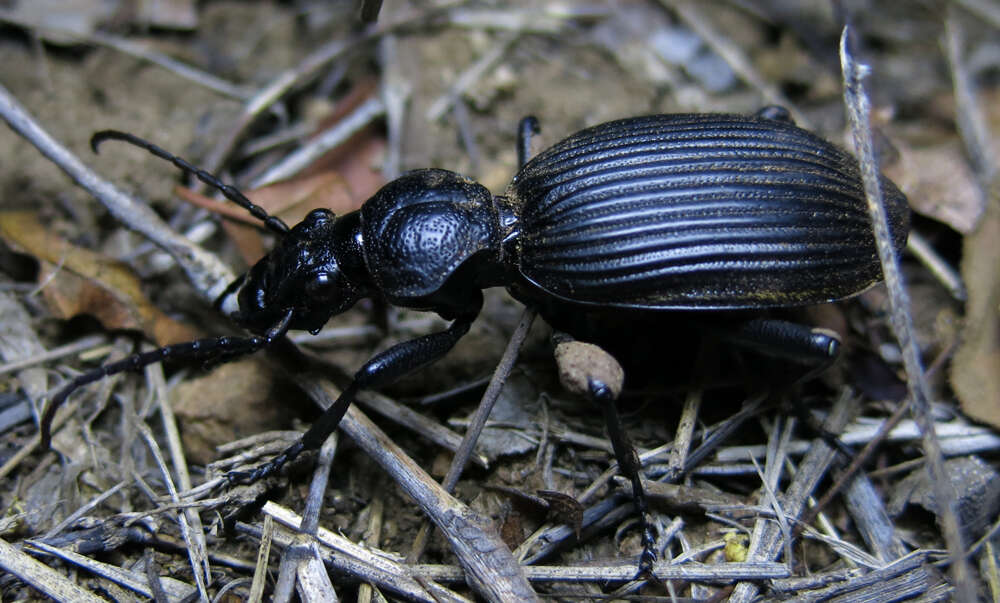 Plancia ëd Anthia (Termophilum) fornasinii Bertoloni 1845