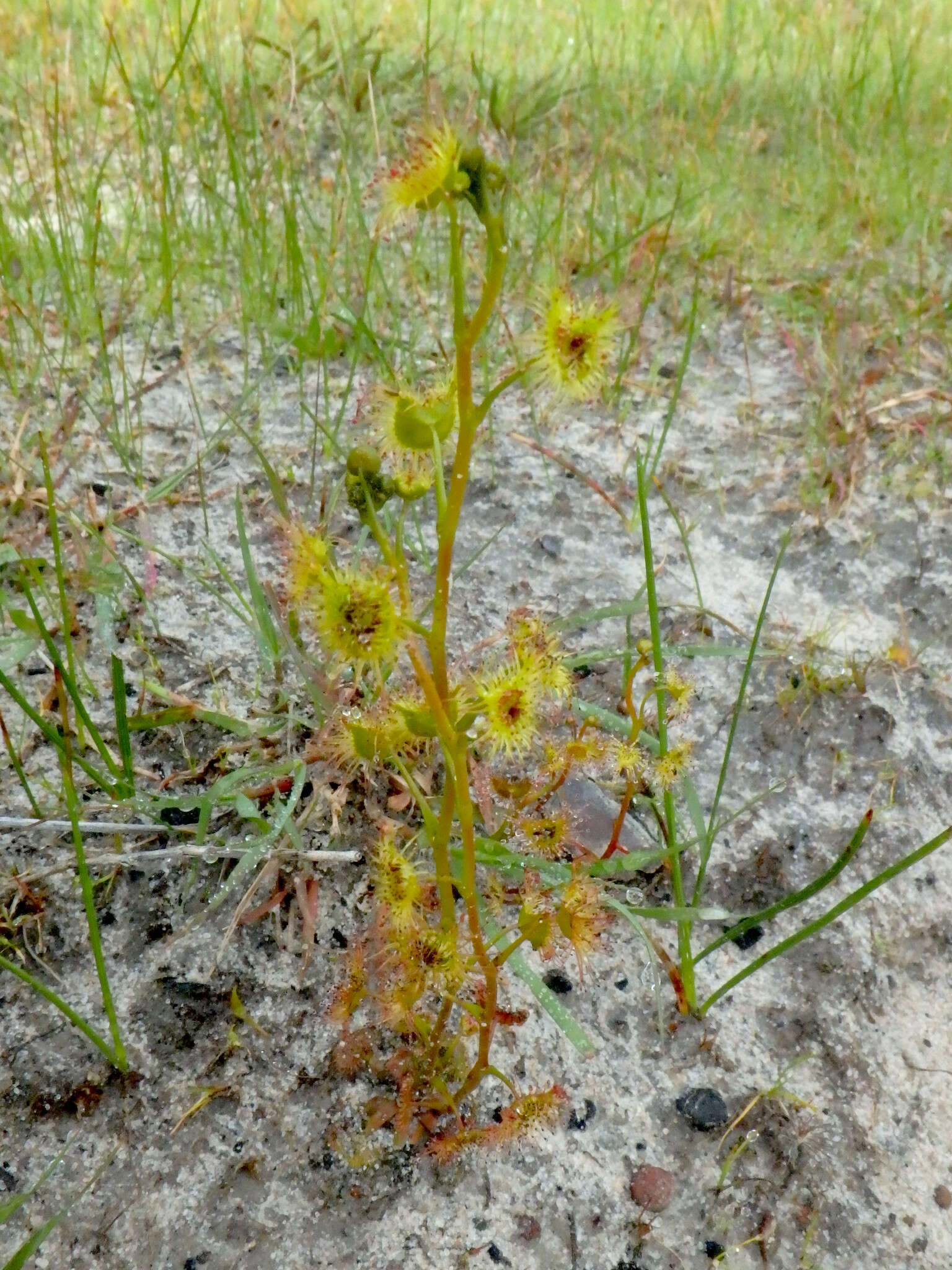 Drosera gunniana的圖片