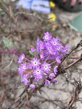 Image of pink sand verbena