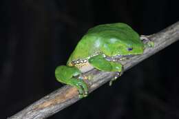 Image of Giant leaf frog