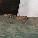 Image of <i>Dravidogecko tholpalli</i>