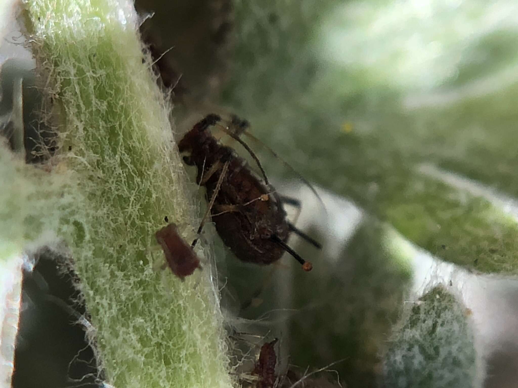 Image of Aphid