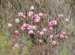 Image of Syncarpha canescens subsp. canescens