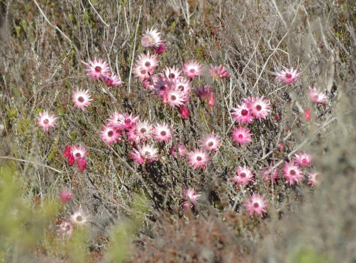 Imagem de Syncarpha canescens subsp. canescens