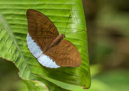 Imagem de Tanaecia julii Bougainville 1837