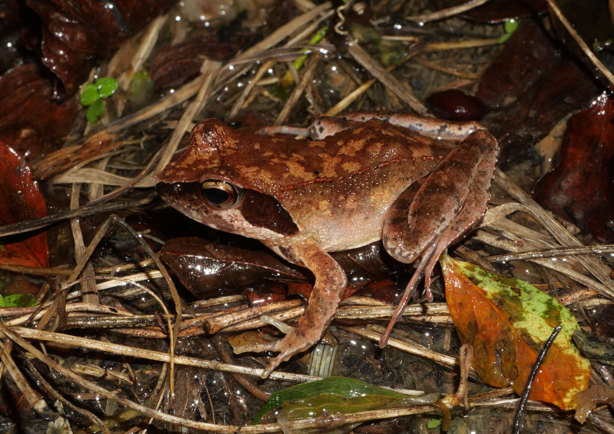 Image de Rana ornativentris Werner 1903