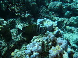 Image of Desjardin's Sailfin Tang