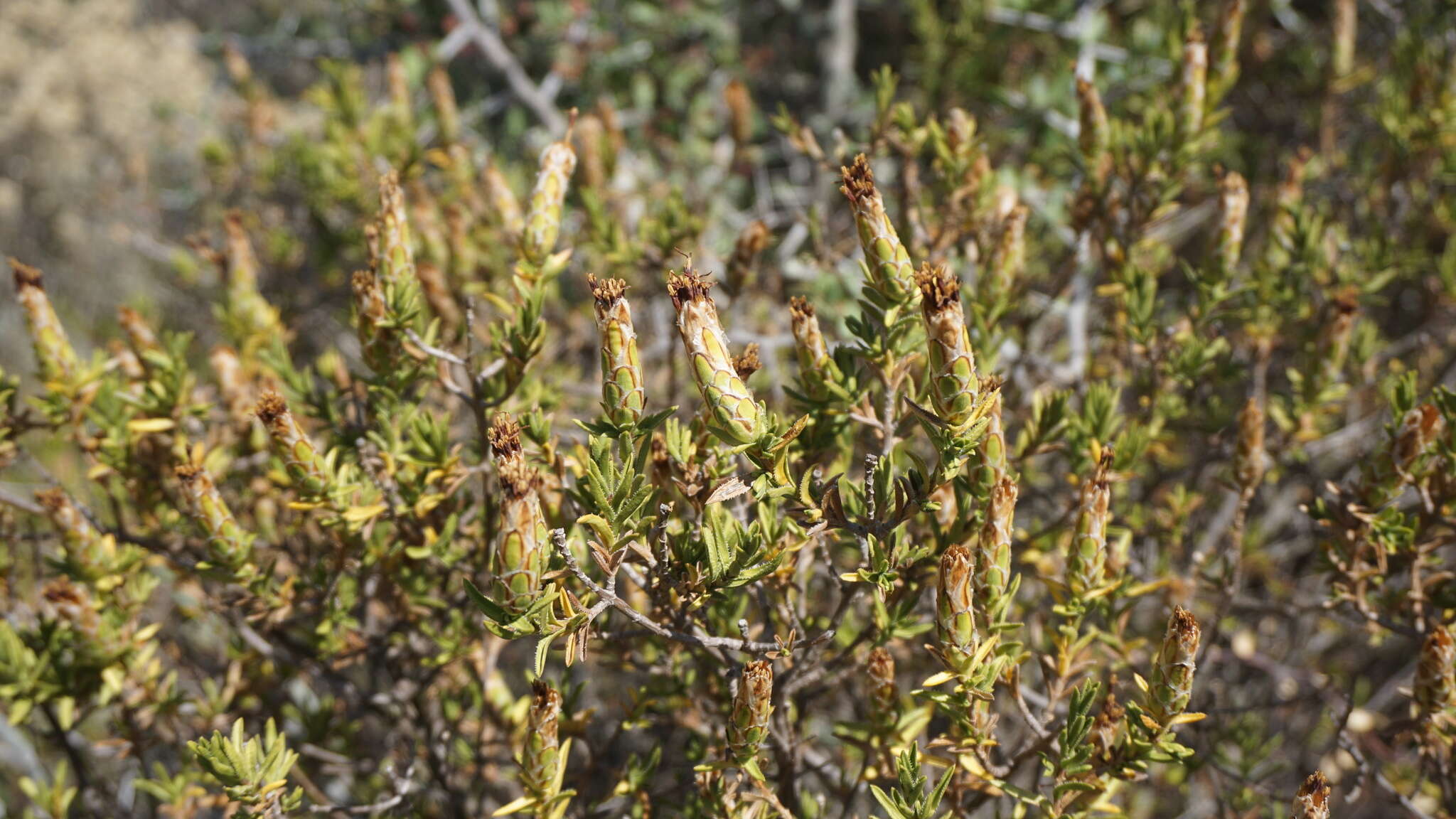 Image of Pteronia hutchinsoniana Compton