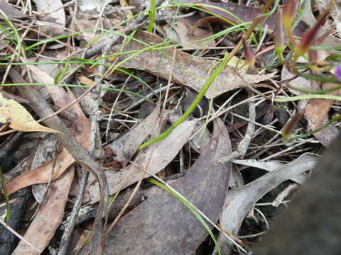 Image of Short-leaved donkey orchid