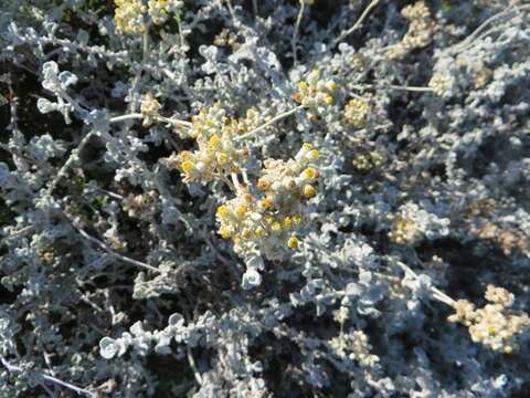 Image of Helichrysum pandurifolium Schrenk