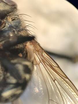 Image of Black-based cluster fly