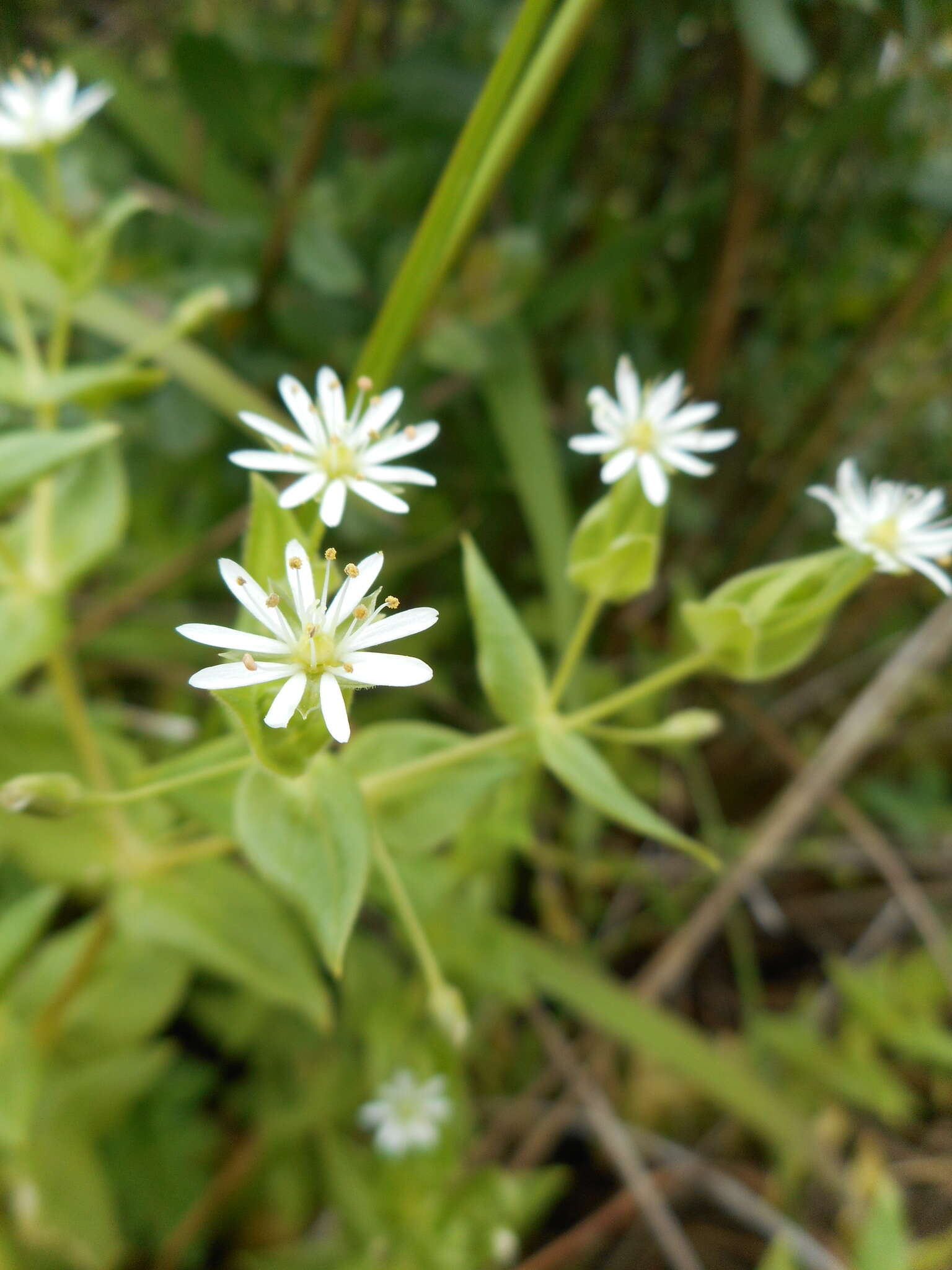 Image of beach starwort