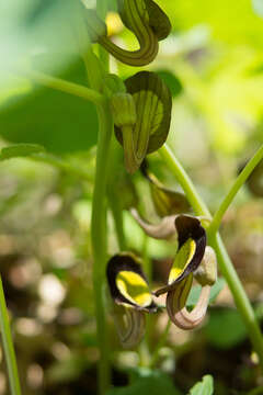 Image of Aristolochia steupii Woronow