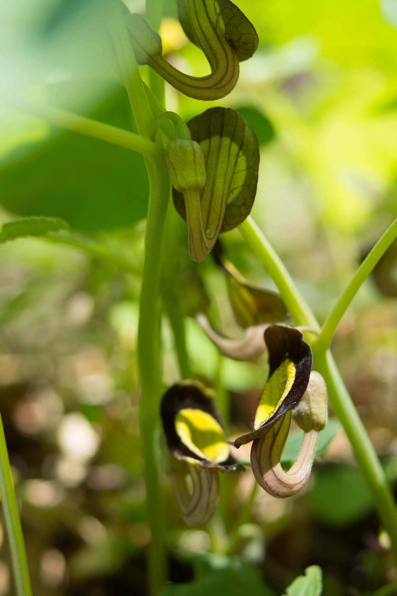 Image of Aristolochia steupii Woronow