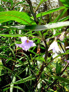 Imagem de Solanum subgen. Archaesolanum