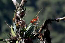 Image of Prosthechea vitellina (Lindl.) W. E. Higgins