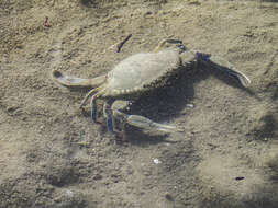 Image of lesser blue crab