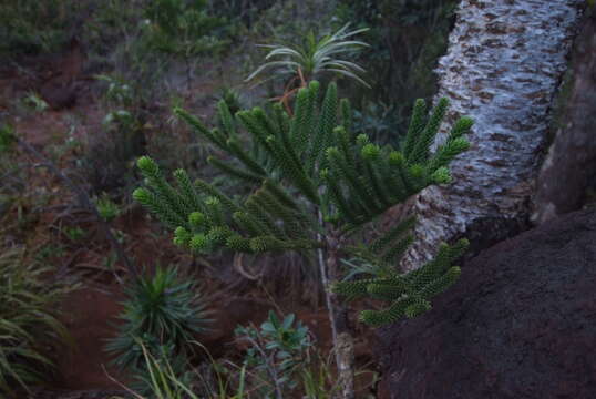 Image de Araucaria rulei F. Muell.