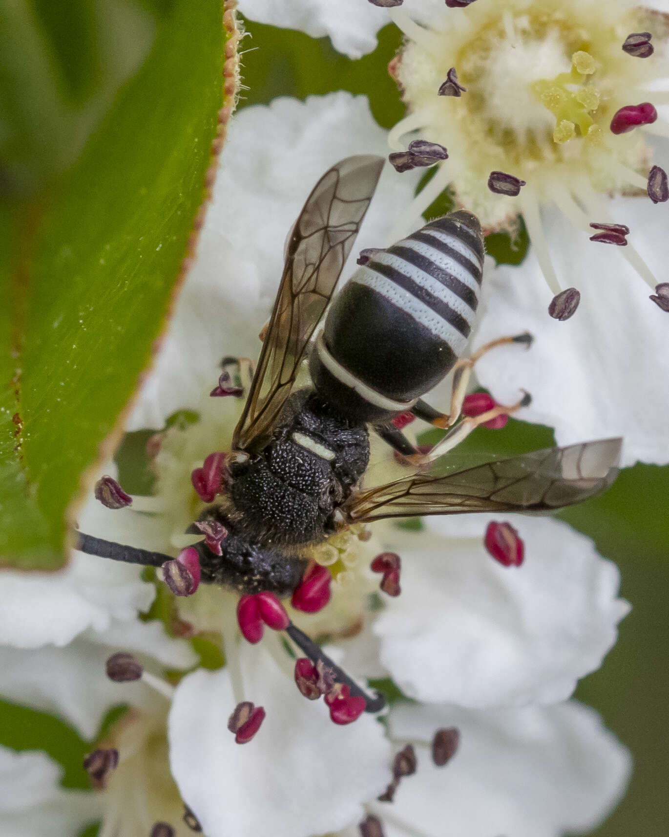 Euodynerus leucomelas (de Saussure 1856)的圖片