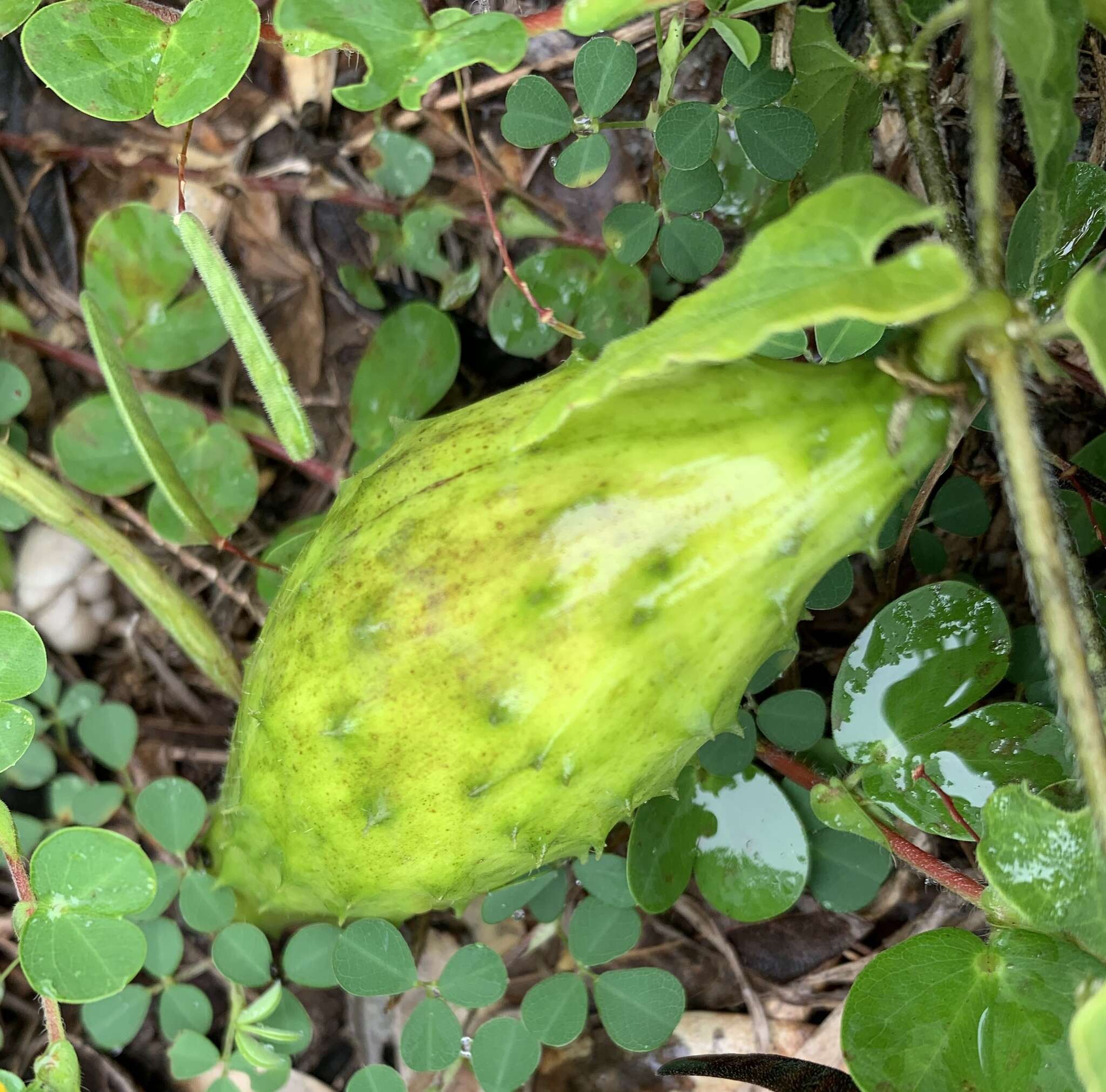 Image of trailing milkvine