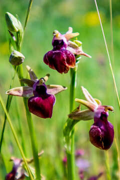 Image of Ophrys sphegodes subsp. helenae (Renz) Soó & D. M. Moore