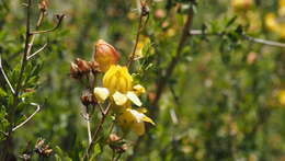 Image of snapdragon penstemon