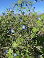 Image of heartleaf morning-glory