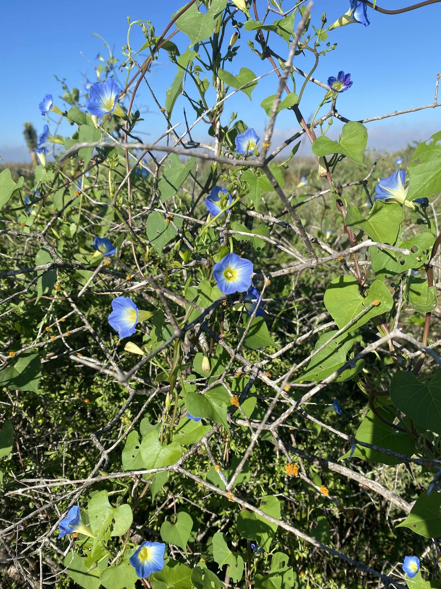 Plancia ëd Ipomoea cardiophylla A. Gray