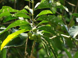 Solanum aphyodendron S. Knapp的圖片