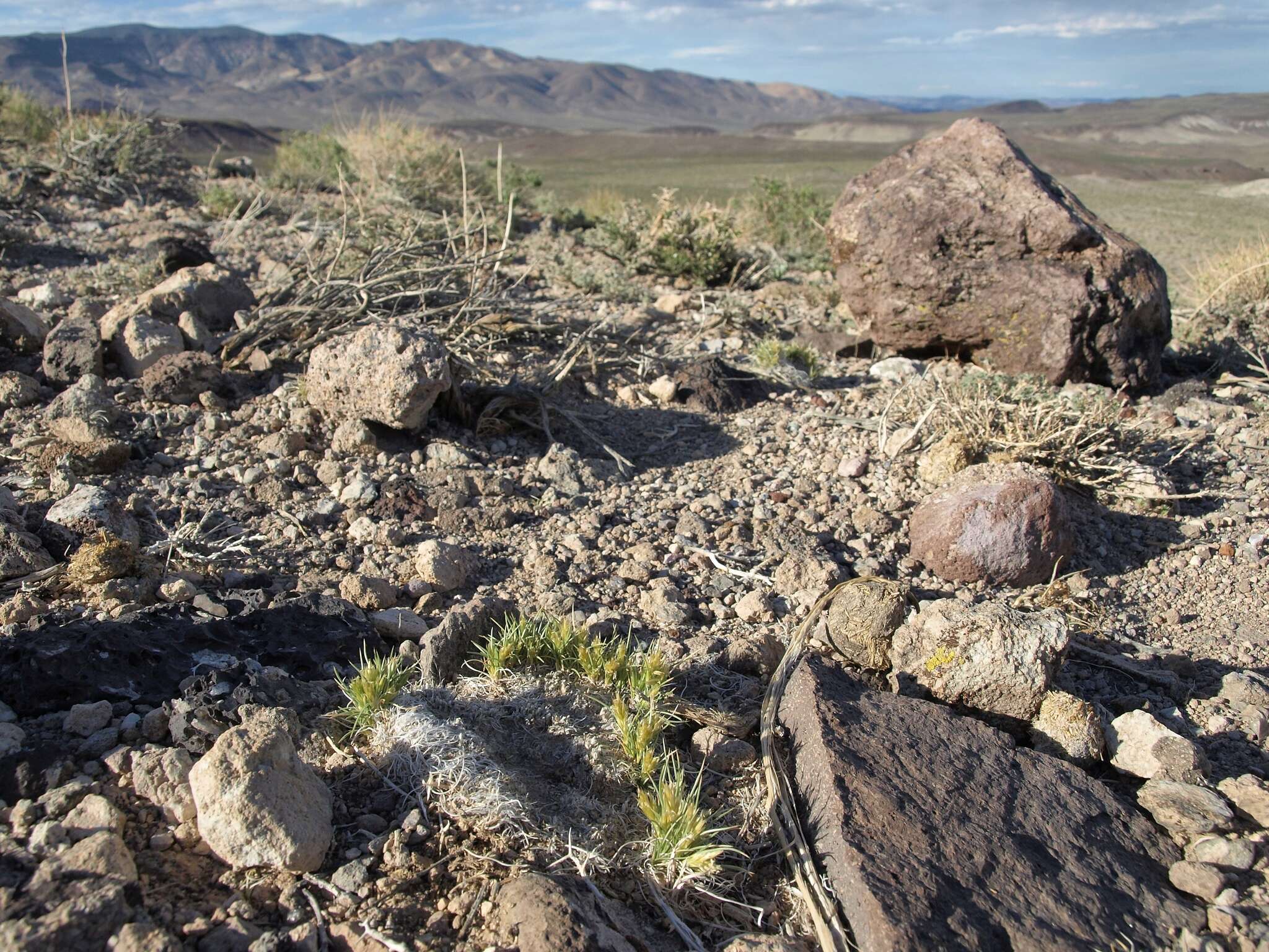 Image of desertgrass