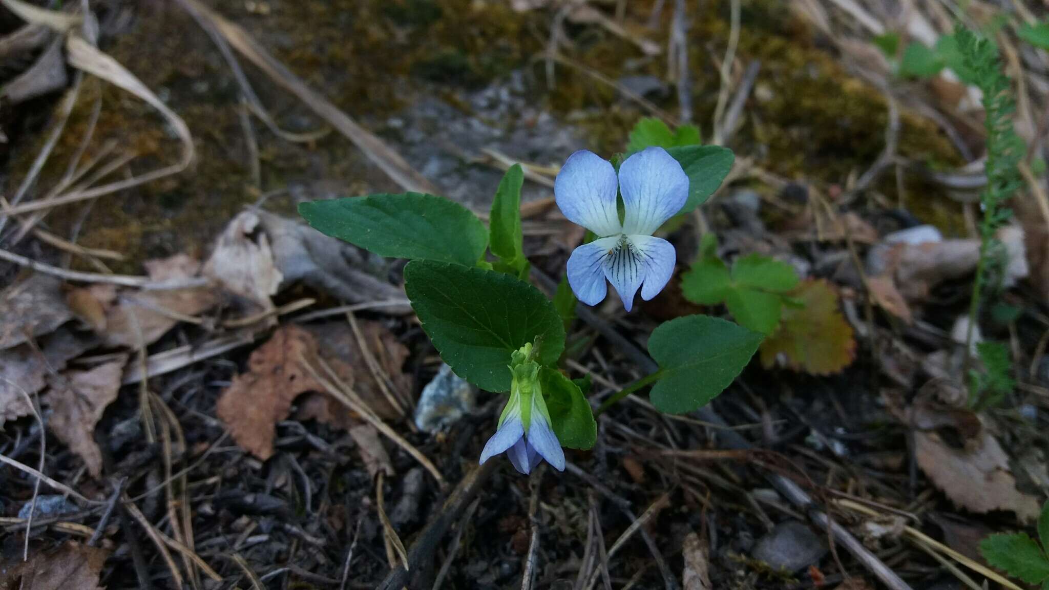 Image of dog violet