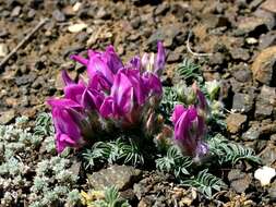 Image de Oxytropis intermedia Bunge