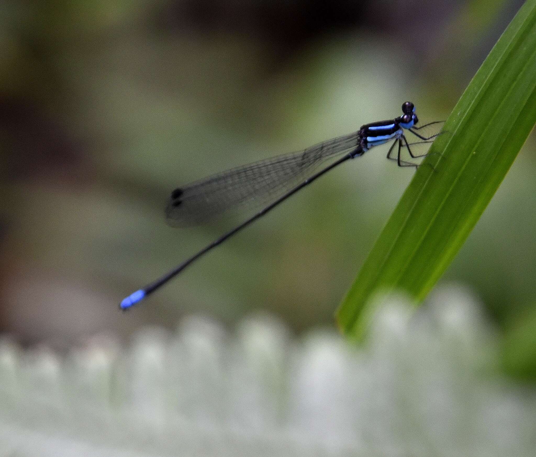 Image of Melanoneura bilineata Fraser 1922