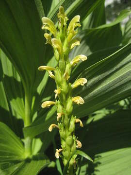 Imagem de Pedicularis bracteosa var. flavida (Pennell) Cronq.