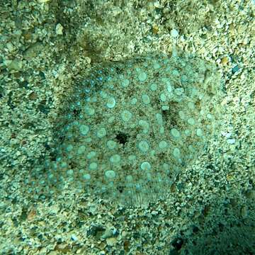 Image of Flounder