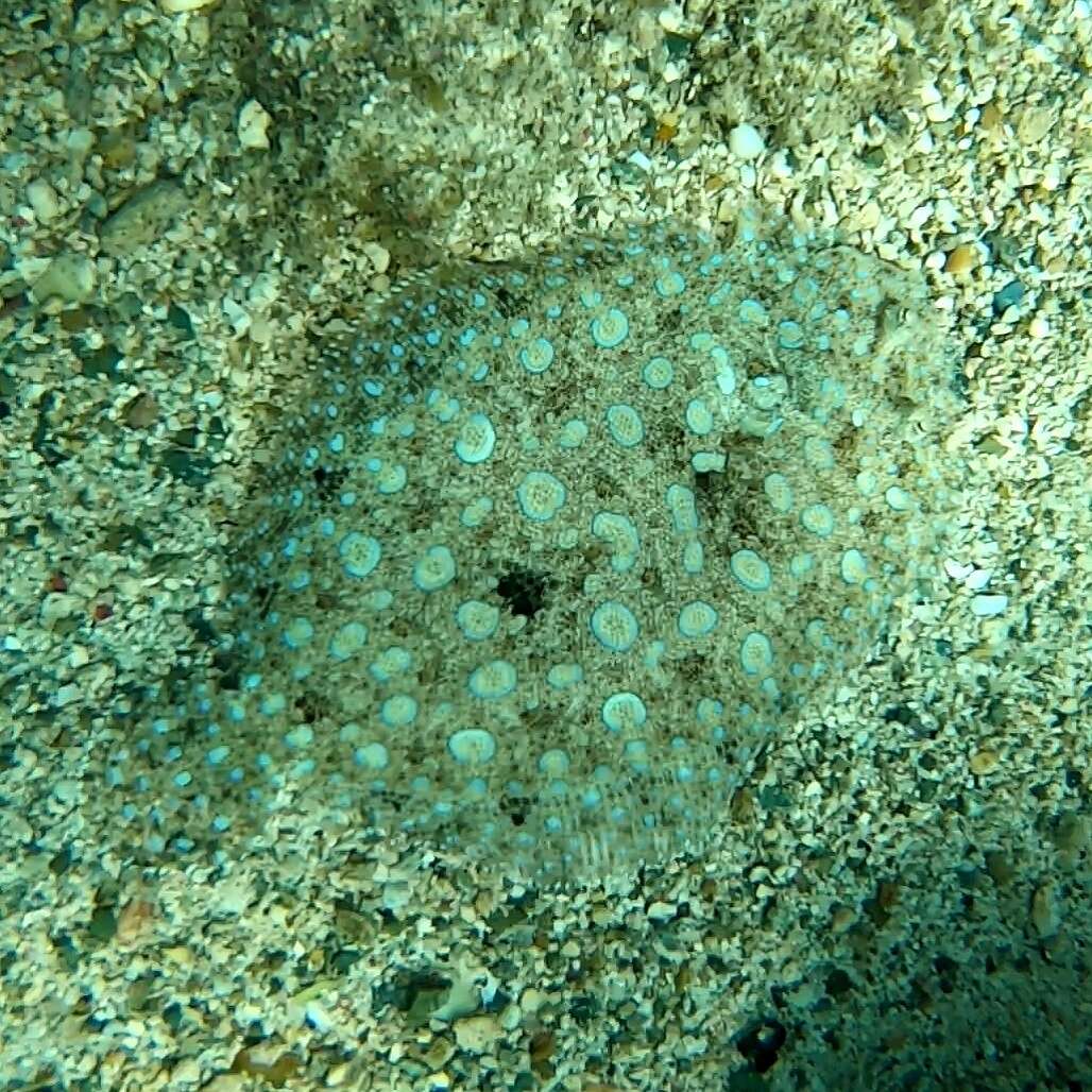 Image of Flounder