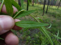 Image de <i>Brickellia <i>eupatorioides</i></i> var. eupatorioides