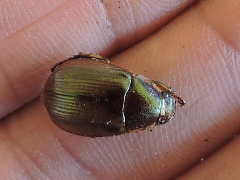 Callistethus marginatus (Fabricius 1792)的圖片