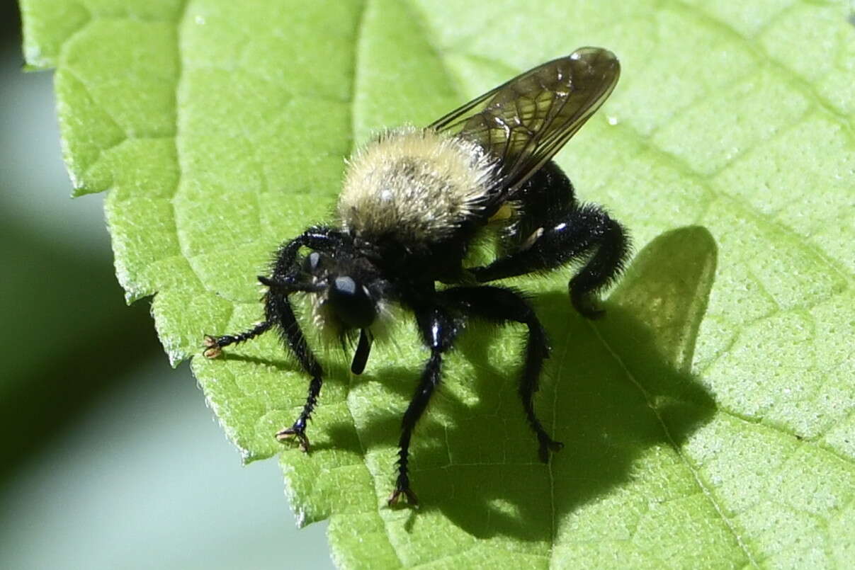 صورة Laphria flavicollis Say 1824