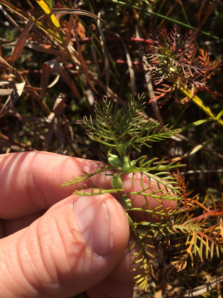 Image of Comb-Leaf Mermaidweed