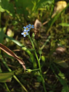 Imagem de Myosotis laxa subsp. cespitosa (C. F. Schultz) Nordh.